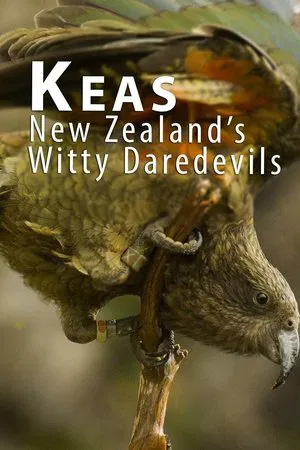 Постер: Keas - New Zealand's Witty Daredevils