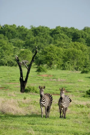 Постер: Amazing Wildlife of Botswana