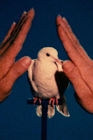 Постер: White Dove