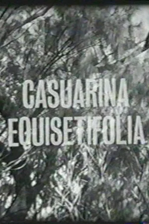 Постер: Casuarina Equisetifolia