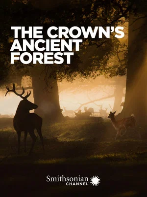 Постер: The Crown's Ancient Forest