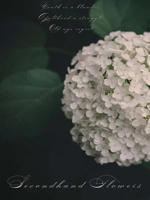 Постер: Secondhand Flowers