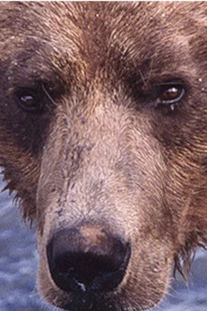 Постер: Showdown at Grizzly River