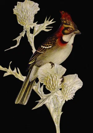 Постер: W.H. Hudson’s Remarkable Argentine Ornithology