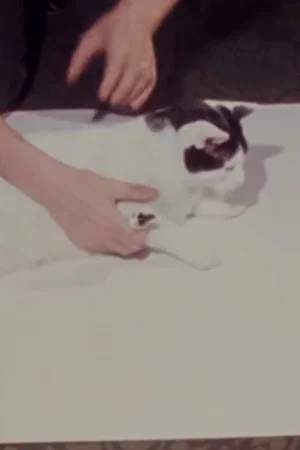 Постер: How to Draw a Cat