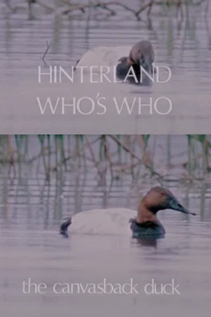 Постер: Hinterland Who's Who: The Canvasback Duck