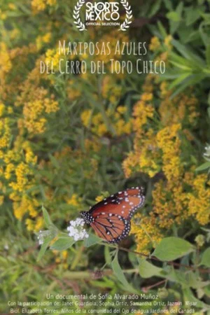 Постер: Mariposas Azules Del Cerro Del Topo Chico