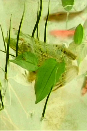 Постер: Imaginary pond with real frogs