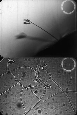 Постер: Predacious fungi