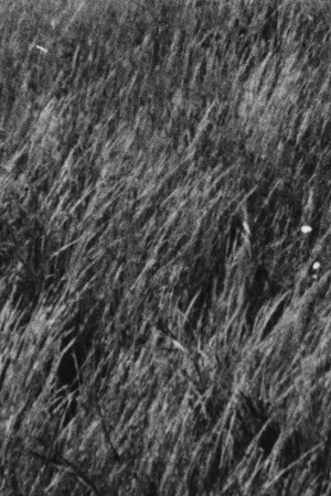 Постер: Grass