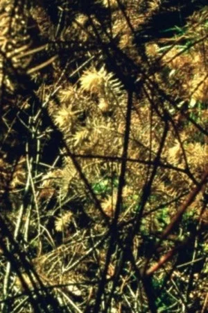 Постер: Arboretum Cycle