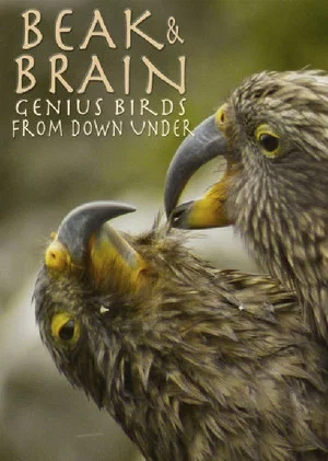 Постер: Beak & Brain - Genius Birds from Down Under