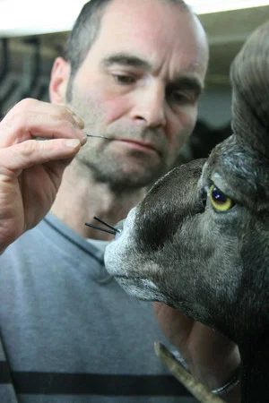 Постер: Taxidermist