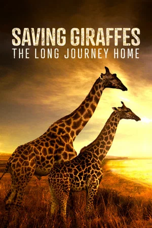 Постер: Saving Giraffes: The Long Journey Home