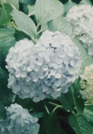 Постер: Imitating the Flower of Hydrangea