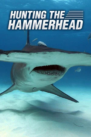 Постер: Hunting the Hammerhead