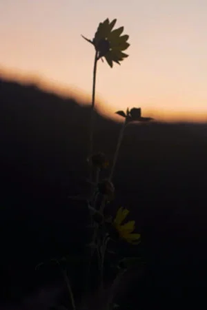 Постер: The Dawn Chorus