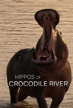 Постер: Hippos of Crocodile River