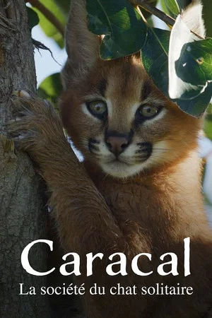 Постер: Caracal: The Lone Cat Society
