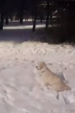 Постер: вщп