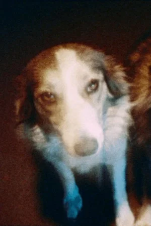 Постер: Pup y pup