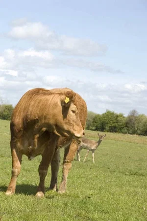 Постер: The Herd