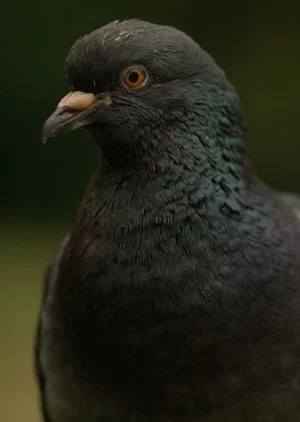 Постер: Deformed Pigeon Feet