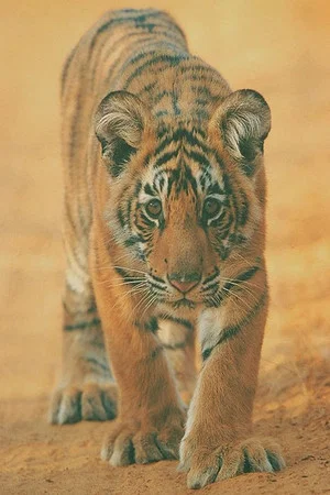 Постер: Broken Tail