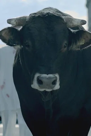 Постер: The Bull