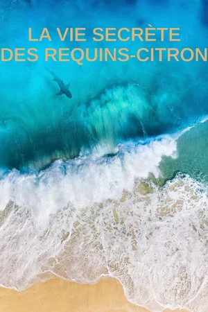 Постер: La vie secrète des requins citron