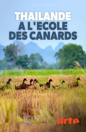 Постер: Thaïlande, à l'école des canards