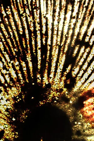 Постер: Into the Light: The Film Resistance