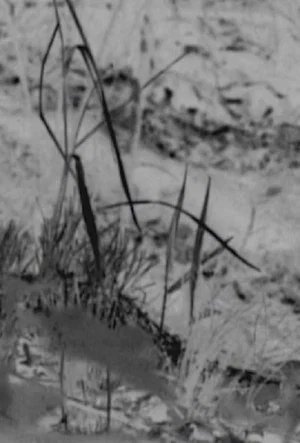 Постер: The Bird