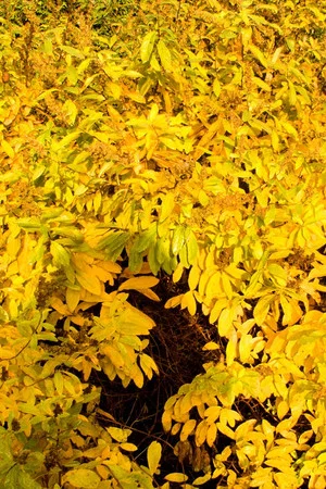 Постер: Mother Earth Breathing: The Garden