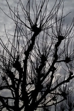 Постер: Intimations