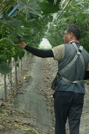 Постер: Between the Vineyard
