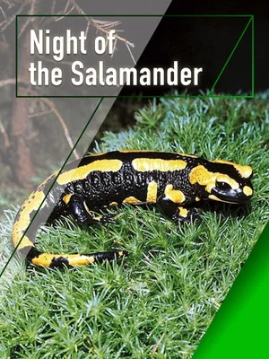 Постер: Night of the Salamander