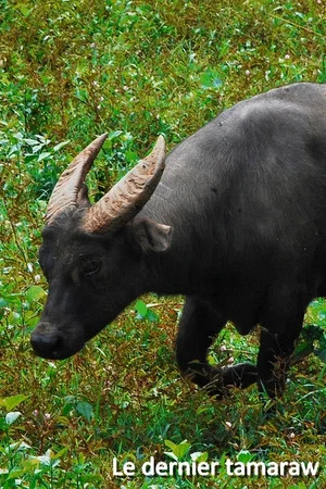Постер: Le dernier tamaraw