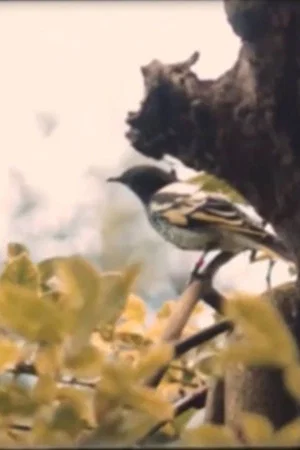 Постер: Dawn Chorus