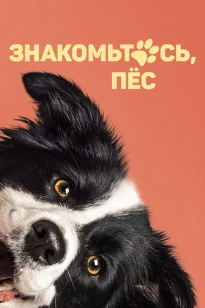 Постер: Знакомьтесь, пёс