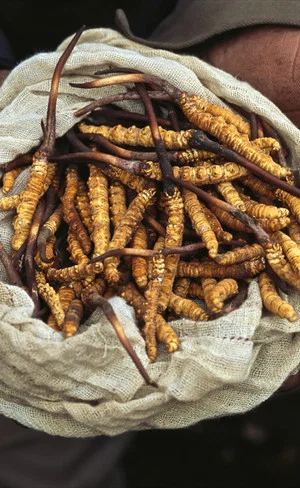 Постер: Yarsagumbu, l'or de l'Himalaya