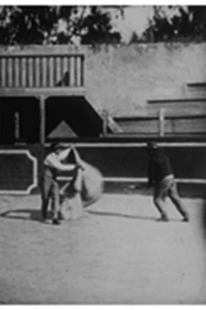 Постер: Course de taureaux : école de tauromachie