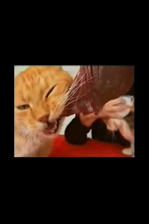 Постер: Voracious Cats