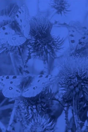 Постер: The Life of the Butterfly