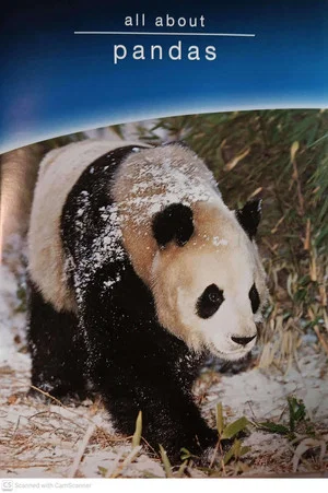 Постер: all about pandas