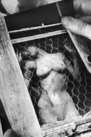 Постер: La Femme Image
