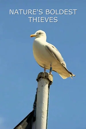 Постер: Nature's Boldest Thieves