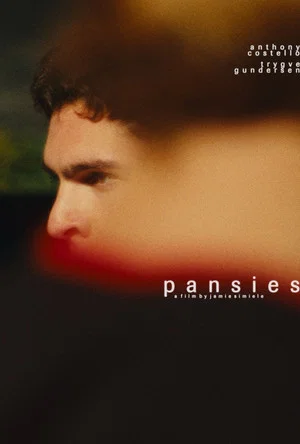 Постер: pansies