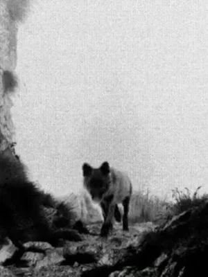 Постер: Lupercalia