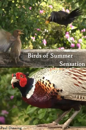 Постер: Birds of Summer Sensation